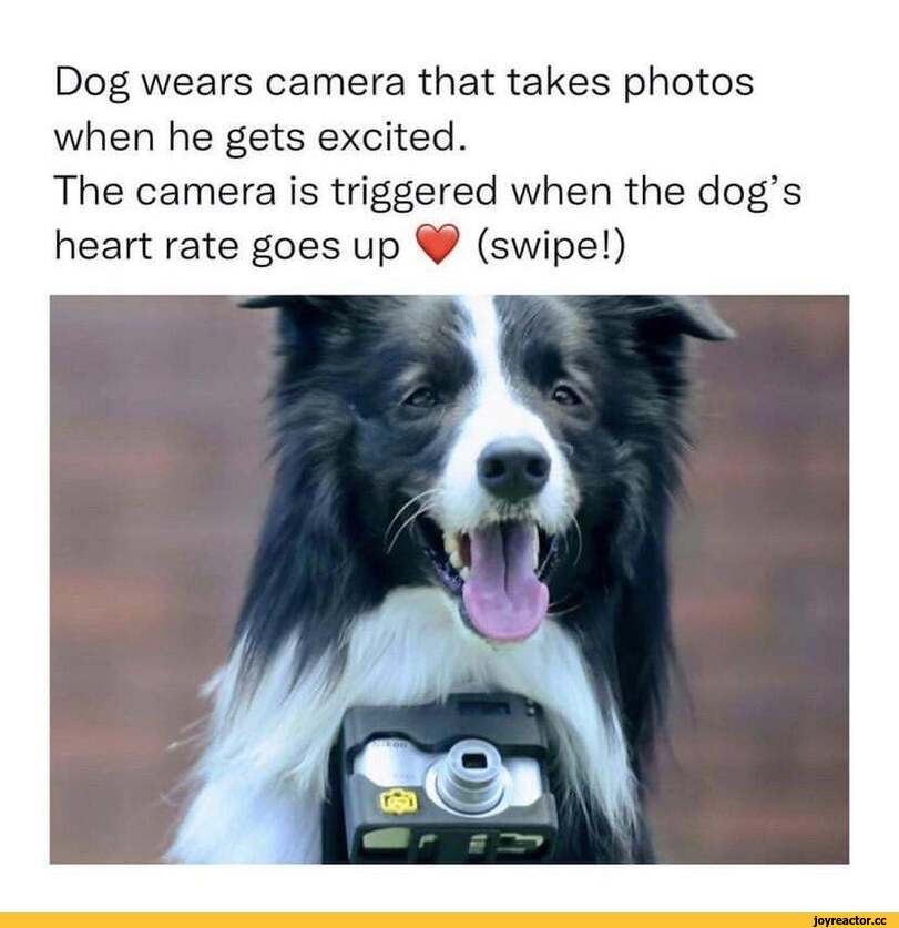 ﻿Dog wears camera that takes photos when he gets excited.
The camera is triggered when the dog’s heart rate goes up ^ (swipe!),собака,собакен, песель, пес,камера,без перевода,длиннопост,удалённое,long post,dog,